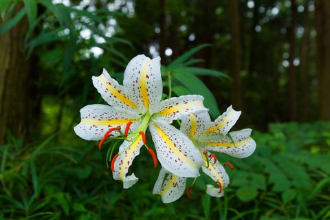 Golden-Ray Lily