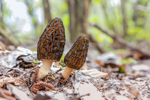 morchella elata, morel mushrooms in a forest
