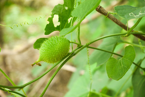 prickly pear indian vegetables