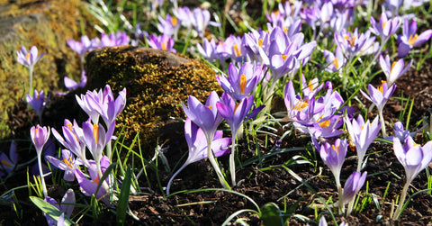 Crocus tommasinianus