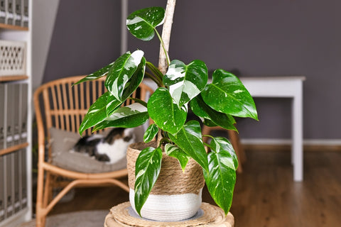 Philodendron White Knight