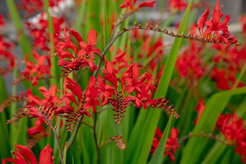 Red Copper tips flowers in bloom