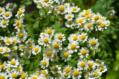 Chamomile Flowers