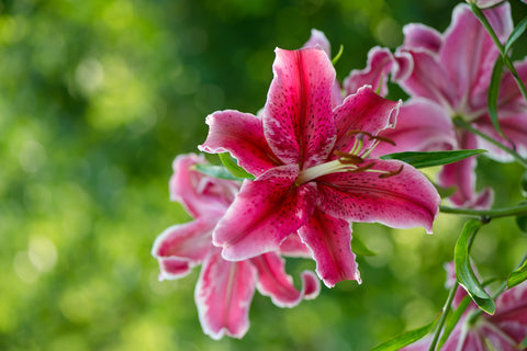 Lily Stargazer