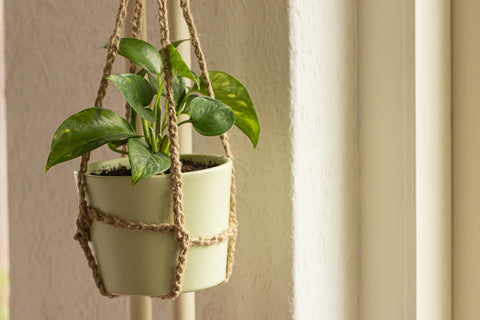 Hanging Philodendron Plant