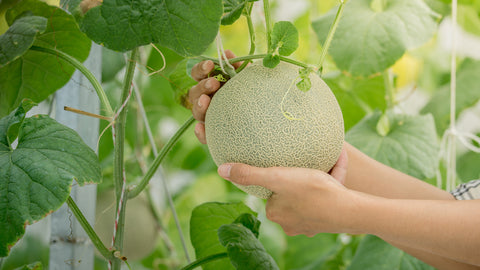 Harvesting a Cantaloupe Fruit from a Plant