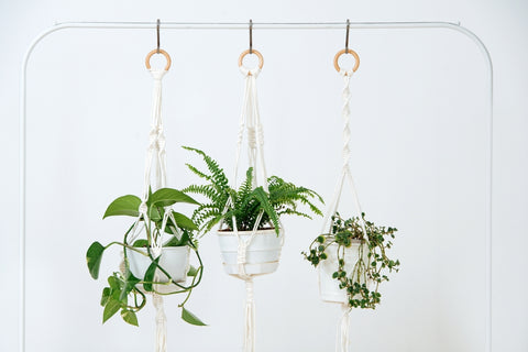 Hanging Plants with Macrame Planters