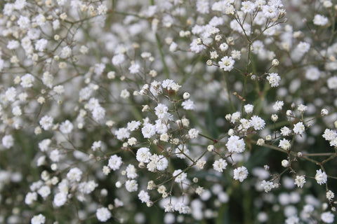 gypsophila flowers