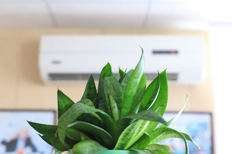 Snake plant in air conditioned room