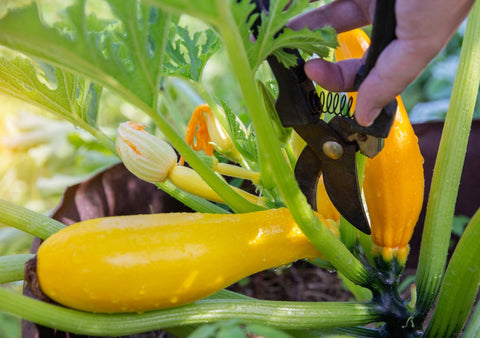 Harvesting a Yellow Zucchini