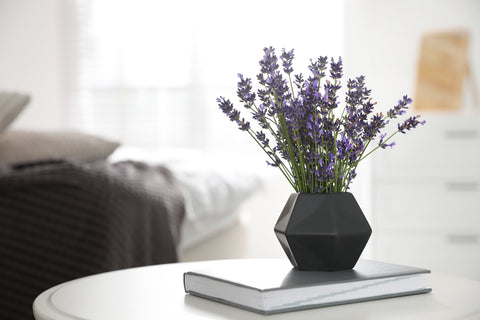 Lavender Plant