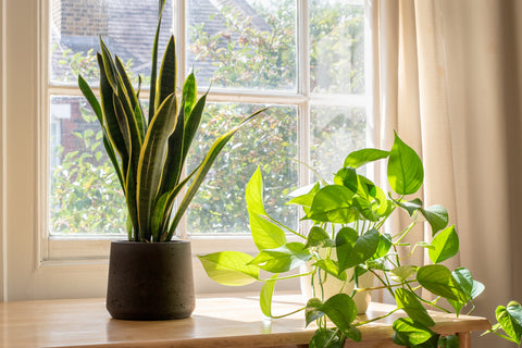 Snake Plant Air Purification