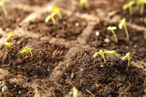 Small Saplings Growing From Seeds