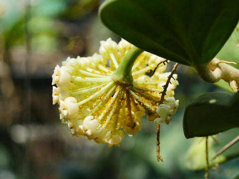 Yellow Aphids on a Hoya Plant Flowers