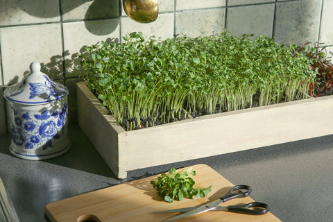 Vegetable Kitchen Gardening