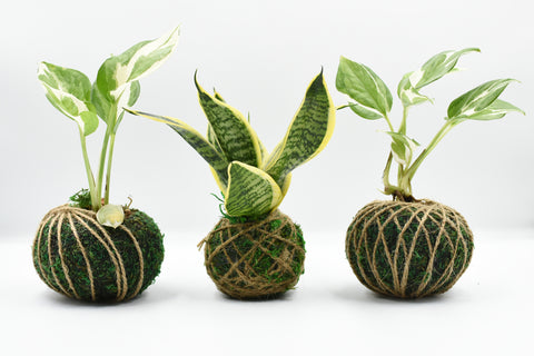 Different Types of Kokedama Plants