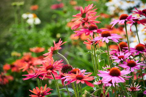 attractive coneflower blooms