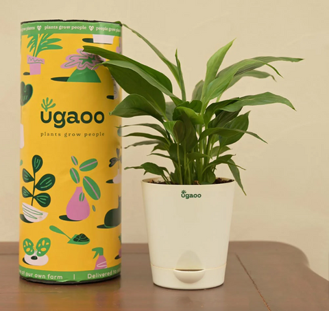 Ugaoo Packaging