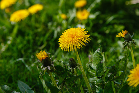 Dandelions are Small Flowers We Eat