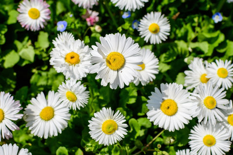 White Daisies