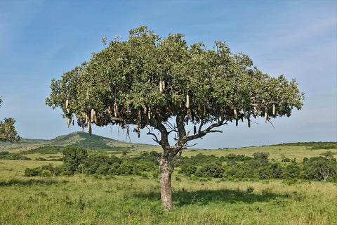 Full view of the Sausage tree