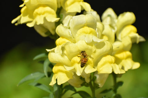 Bumble Bee Sitting on a Yellow Snapdragon Flower