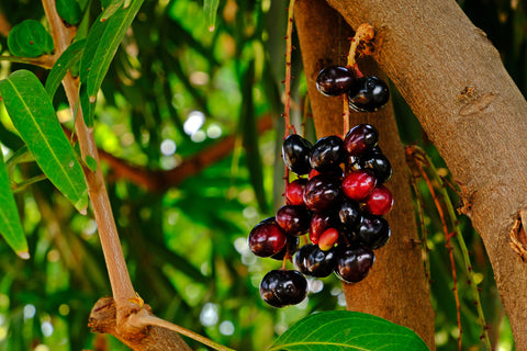 Jamun as a Summer Fruit