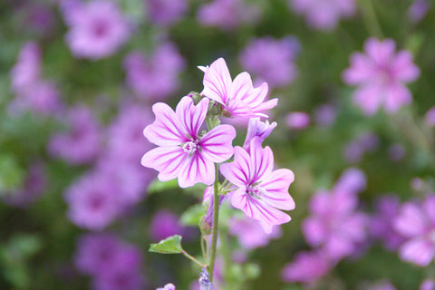 Wild Mallow Flower