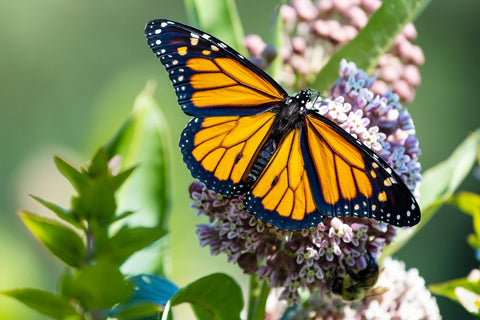 Monarch Butterfly Sitting on a Flower