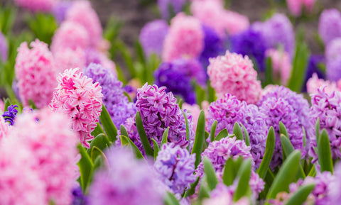 Purple and Pink Hyacinth Flowers