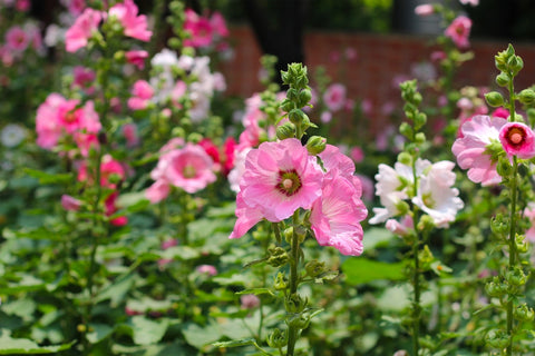 Hollyhock as Ornamental Flowers