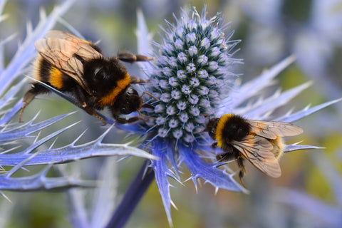 Bees Pollinating