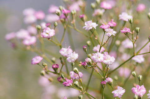 Purple and Pink Gypsophila Flowers