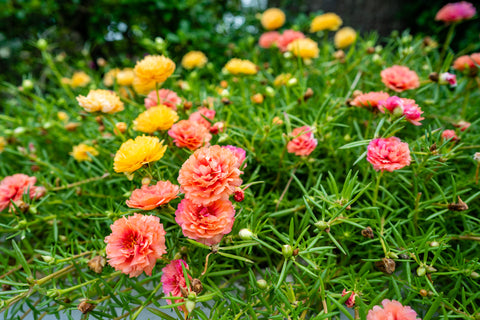 portulaca flowers