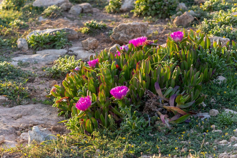 Wild Ice Plant