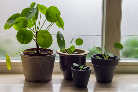 Big and Small Chinese Money Plants