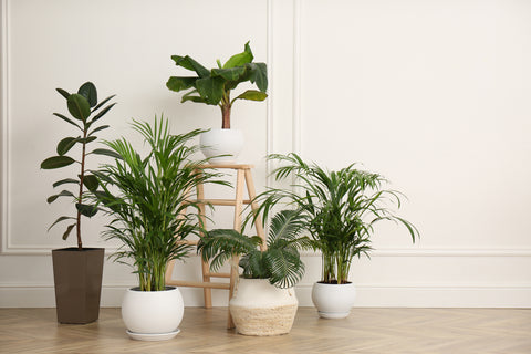 Indoor Garden Plants in a Home