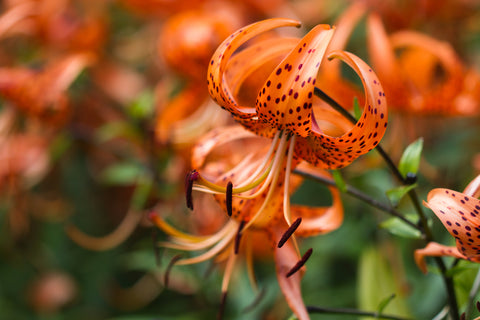 Tiger Lily