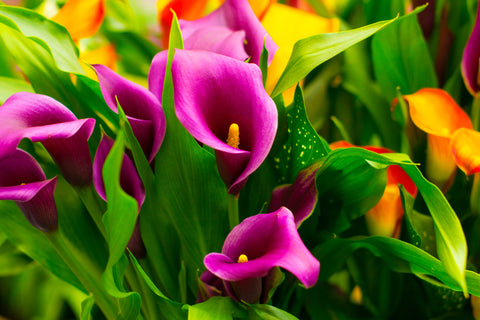 Purple Calla Lily flowers