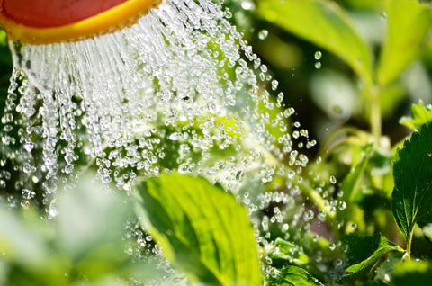 Watering Outdoor Plants