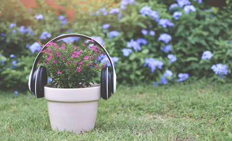 Plant Pot with Headphones