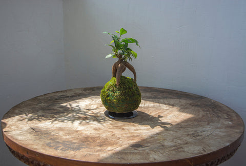 Bonsai as a Kokedama Plant