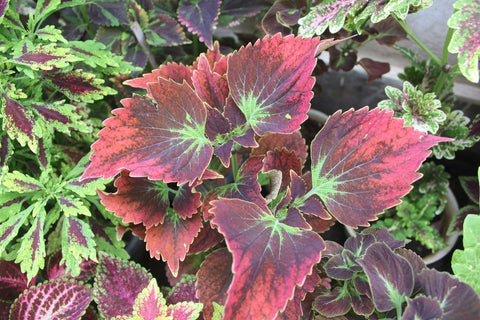 Coleus Plant with Purple Leaves