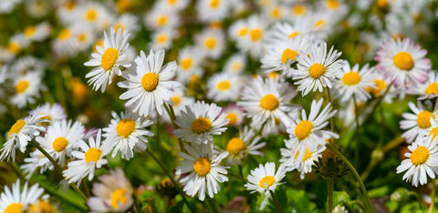 Daisy Perennial Flowers