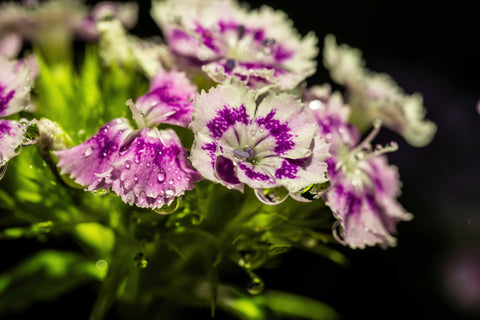 Watering Dianthus Flowers