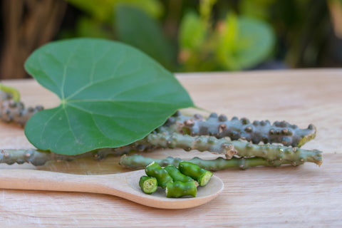 Ayurvedic Guduchi Plant