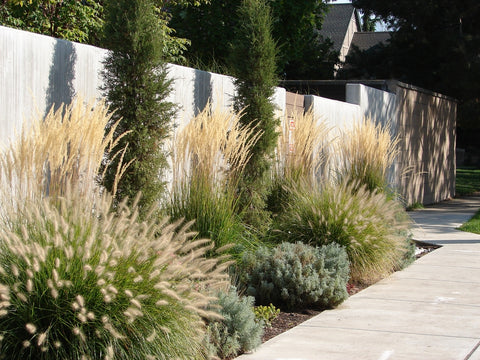 Xeriscape Ornamental Grasses