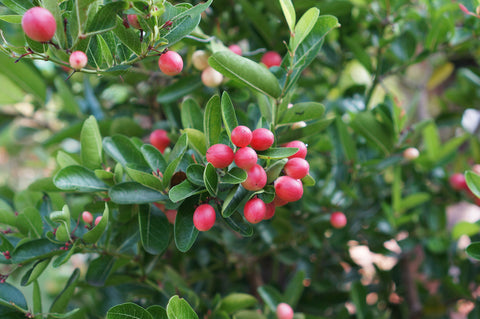 Karonda Fruits Growing on Trees