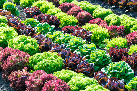 Salad vegetables growing outdoors