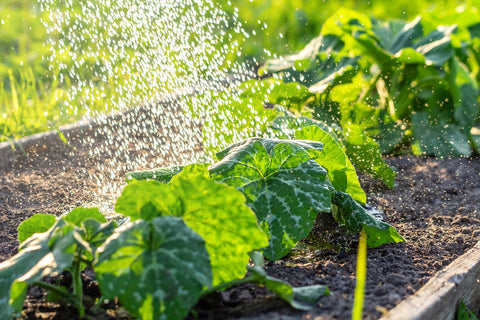 Watering Zucchini Plants